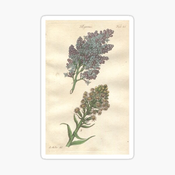 Lilac and Coltsfoot Botanical Print by John Miller Sticker