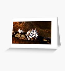 Gooseneck barnacles Greeting Card