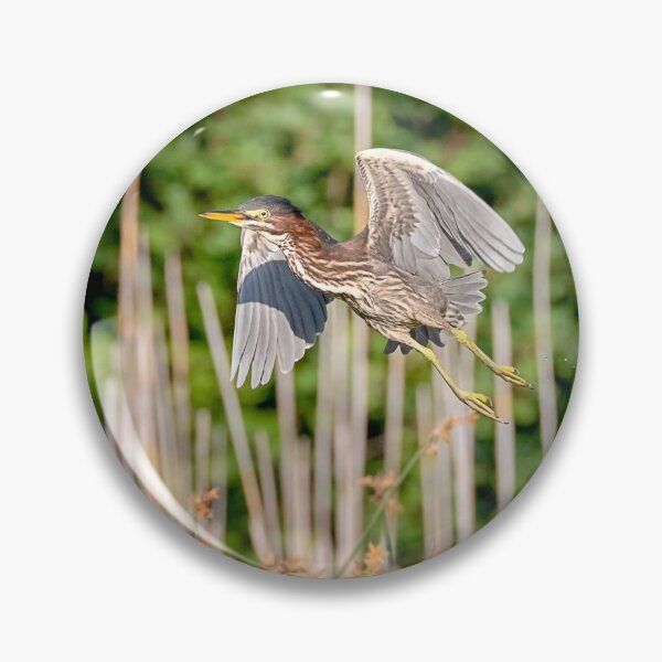 Item preview, Green Heron in Flight designed and sold by Patty Doublet Photography.