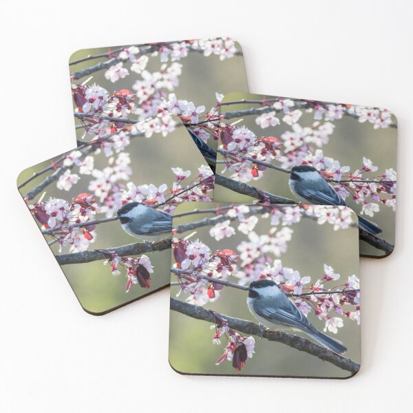 Item preview, Black-capped Chickadee perched on a flowering plum tree in spring designed and sold by Rabbitti.