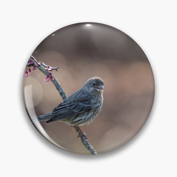 Item preview, House Finch female perched on a flowering plum tree in spring designed and sold by Rabbitti.