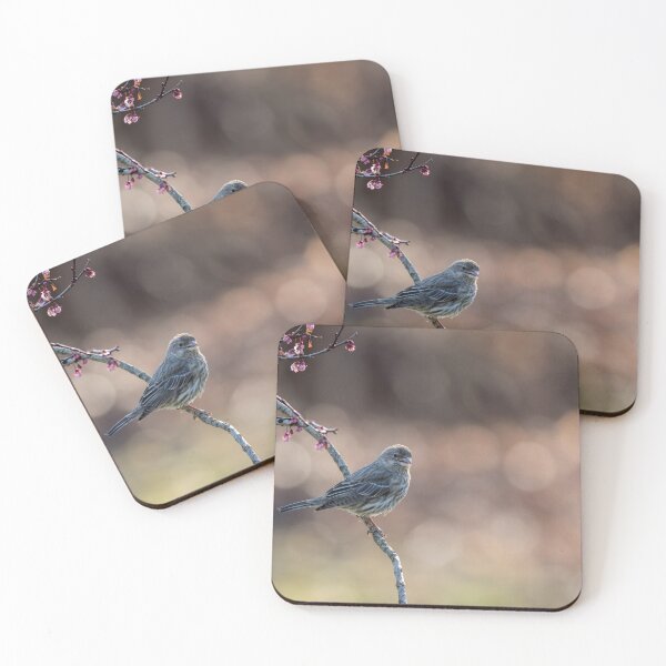 Item preview, House Finch female perched on a flowering plum tree in spring designed and sold by Rabbitti.