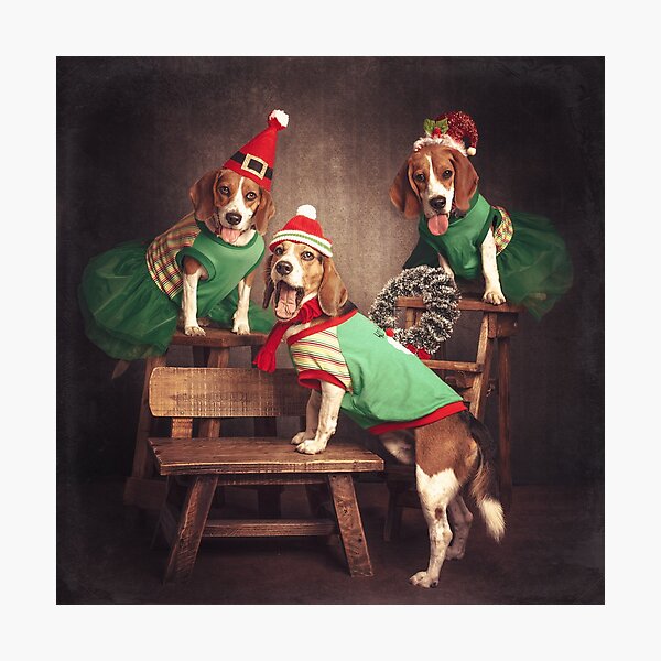 beagle Photographic Print