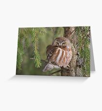 Leap Day Northern Saw-whet Owl. Greeting Card