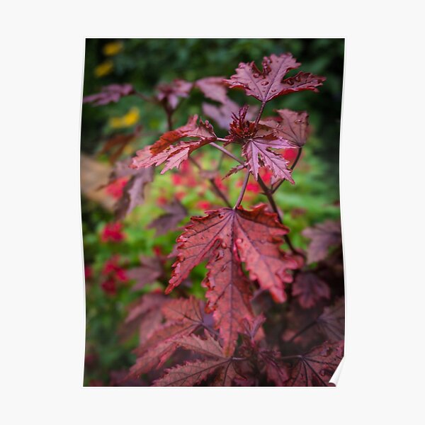 Autumn Maple Poster