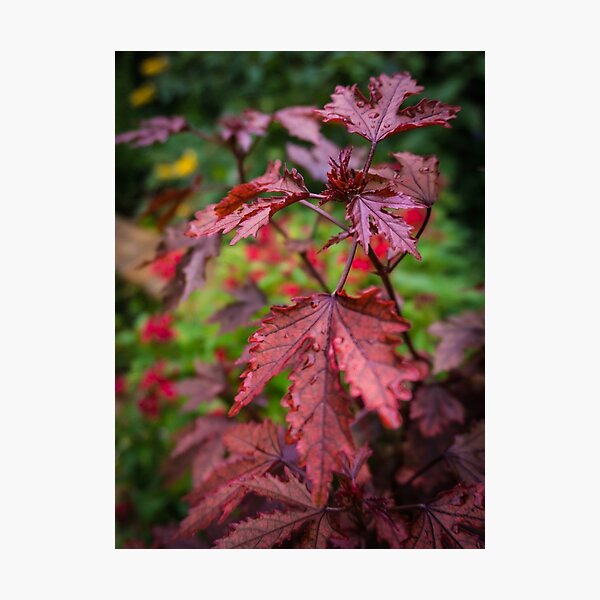 Autumn Maple Photographic Print