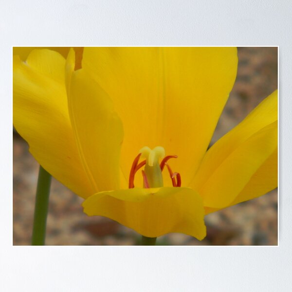 Item preview, Yellow designed and sold by Navigator.