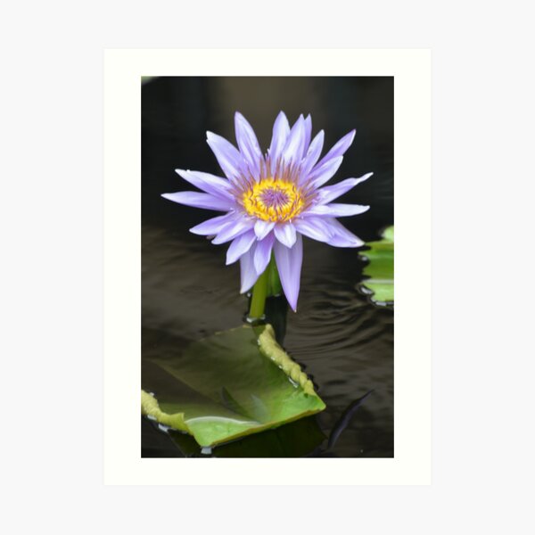 Purple Water Lily Art Print