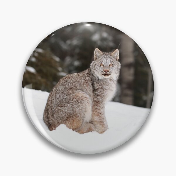 Artikelvorschau, Kanada-Luchs-Kätzchen entworfen und verkauft von mlorenz.