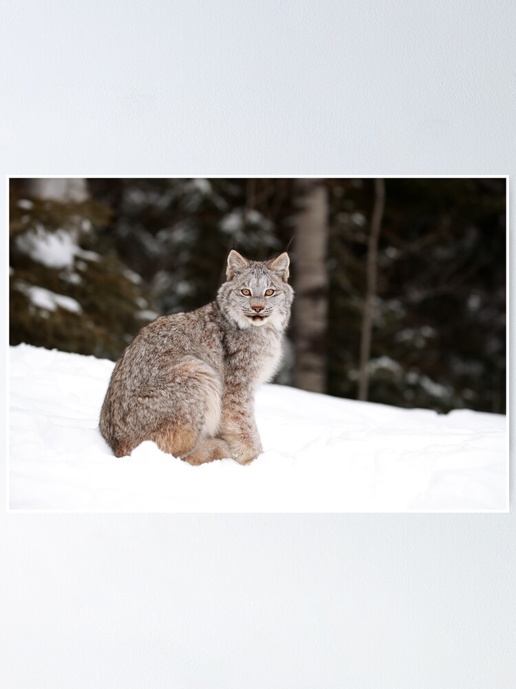 Canada Lynx Kitten - Canada Lynx Kitten Poster By Mlorenz Redbubble