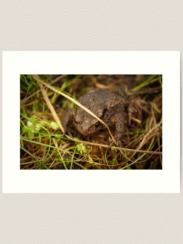 Thumbnail 1 of 3, Art Print, One of nature's beauties - Common Toad designed and sold by steppeland.