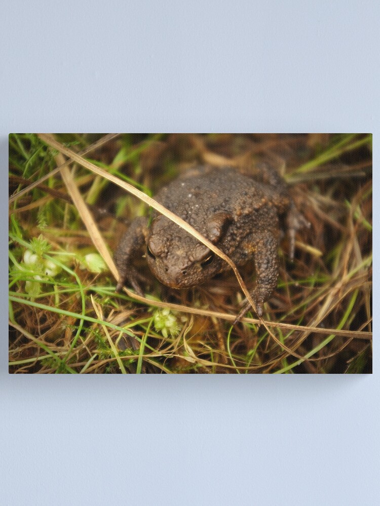 Thumbnail 1 of 3, Canvas Print, One of nature's beauties - Common Toad designed and sold by steppeland.