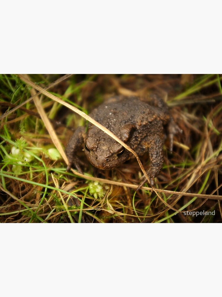 Thumbnail 3 of 3, Art Print, One of nature's beauties - Common Toad designed and sold by steppeland.