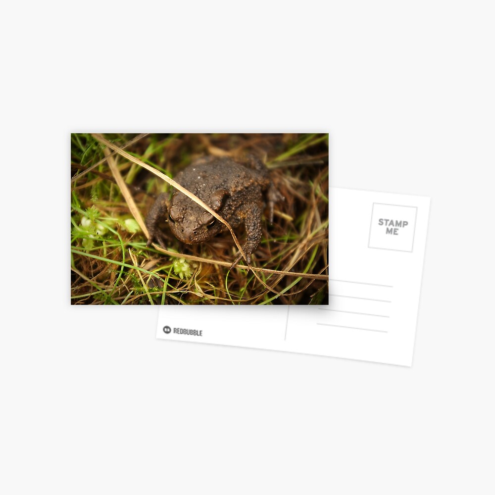 Item preview, Postcard designed and sold by steppeland.