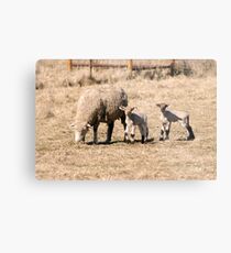 New Lambs Metal Print