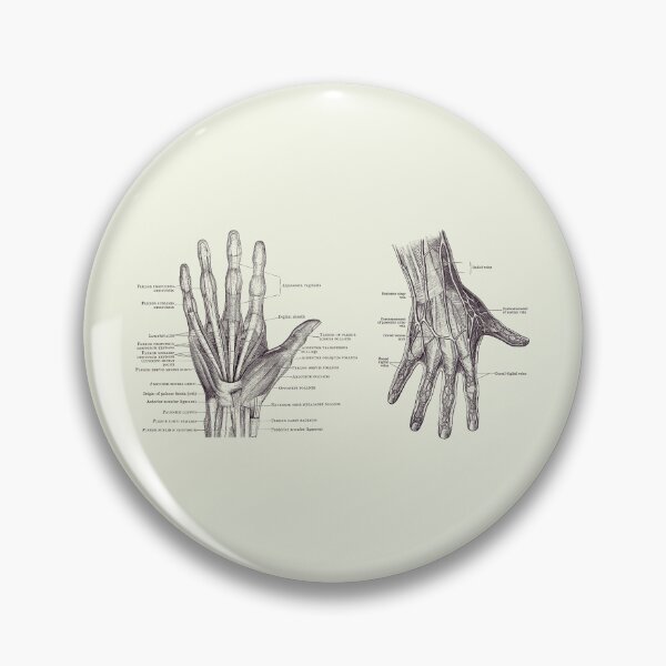 Item preview, Human Hand Anatomy - Dual View - Vintage Diagram 2 designed and sold by VAposters.