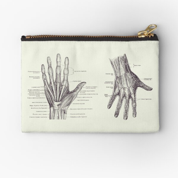 Item preview, Human Hand Anatomy - Dual View - Vintage Diagram 2 designed and sold by VAposters.