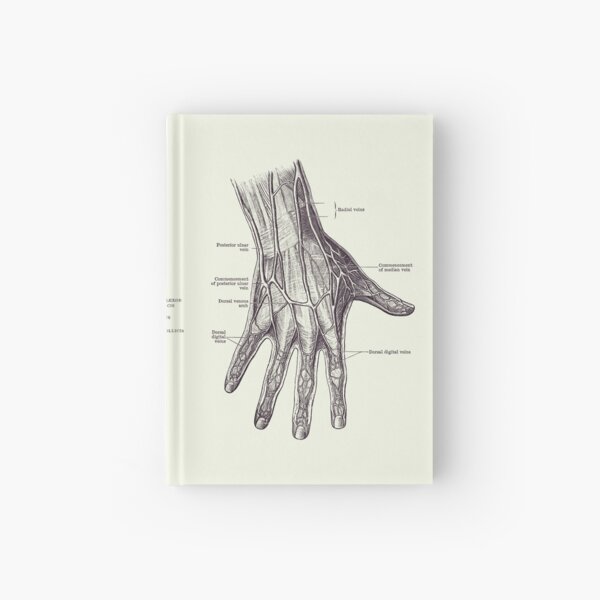 Item preview, Human Hand Anatomy - Dual View - Vintage Diagram 2 designed and sold by VAposters.