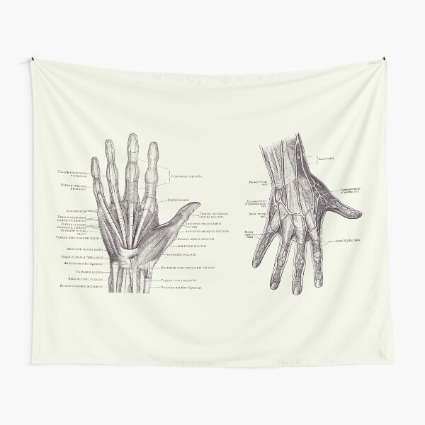 Item preview, Human Hand Anatomy - Dual View - Vintage Diagram 2 designed and sold by VAposters.