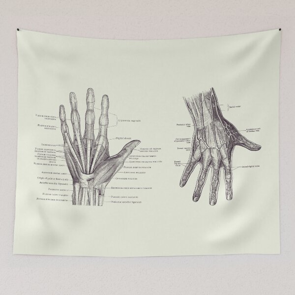 Item preview, Human Hand Anatomy - Dual View - Vintage Diagram 2 designed and sold by VAposters.