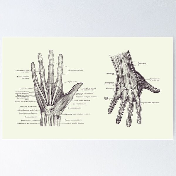 Item preview, Human Hand Anatomy - Dual View - Vintage Diagram 2 designed and sold by VAposters.