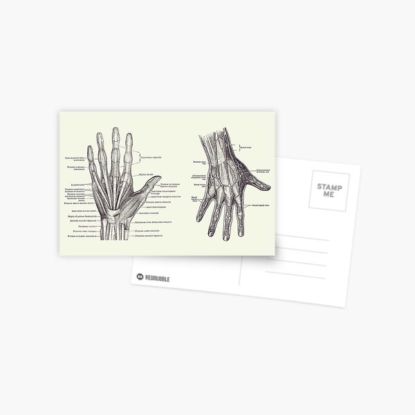 Item preview, Human Hand Anatomy - Dual View - Vintage Diagram 2 designed and sold by VAposters.