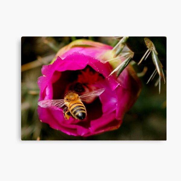 FLYING IN FOR MORE Canvas Print