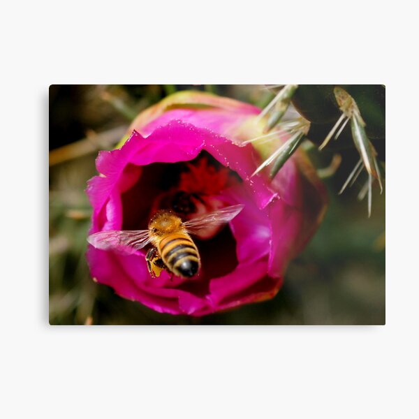 FLYING IN FOR MORE Metal Print