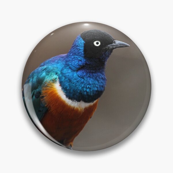 Item preview, Superb Starling, Serengeti, Tanzania  designed and sold by Carole-Anne.