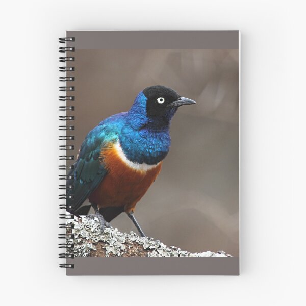 Item preview, Superb Starling, Serengeti, Tanzania  designed and sold by Carole-Anne.