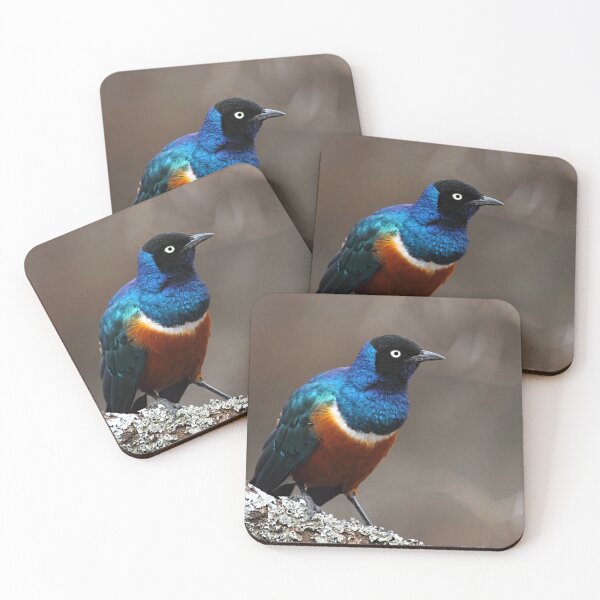 Item preview, Superb Starling, Serengeti, Tanzania  designed and sold by Carole-Anne.
