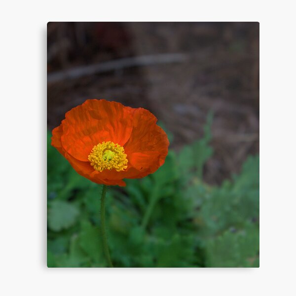 Item preview, (Eschscholzia Californica) Orange Poppy  designed and sold by cymcgraw.