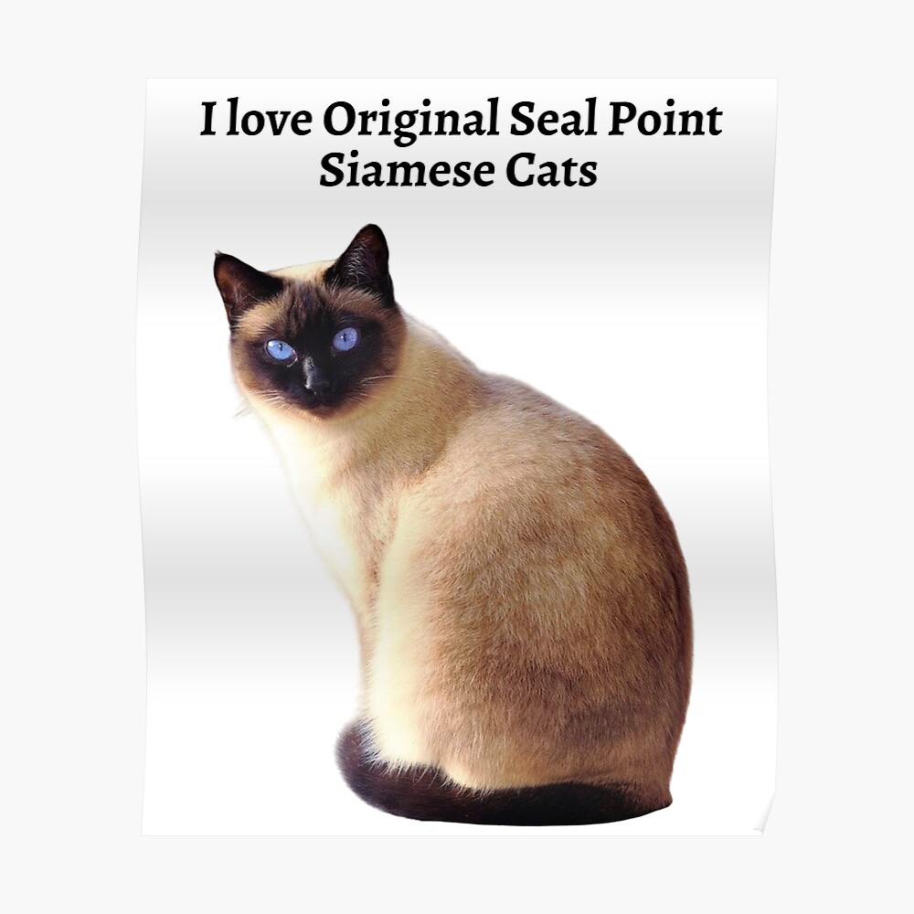 seal point thai cat