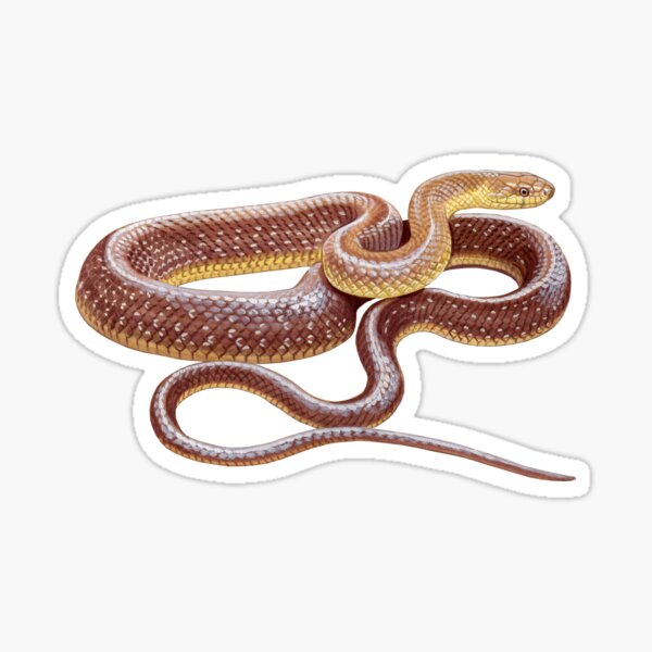 Aesculapian snake Sticker