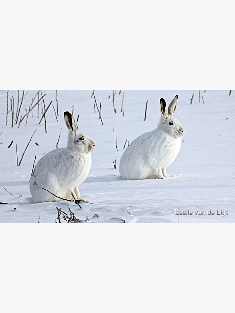 "Hare There! North American Snowshoe Hare" Framed Art Print for Sale by ...