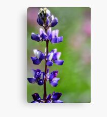 Arroyo Lupine Canvas Print