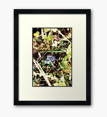 Hidden Treasure... Framed Print