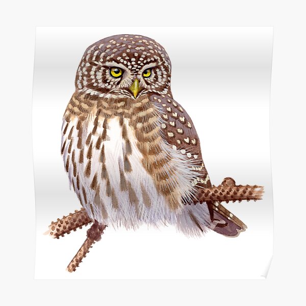 Vintage Eurasian Pygmy Owl Print