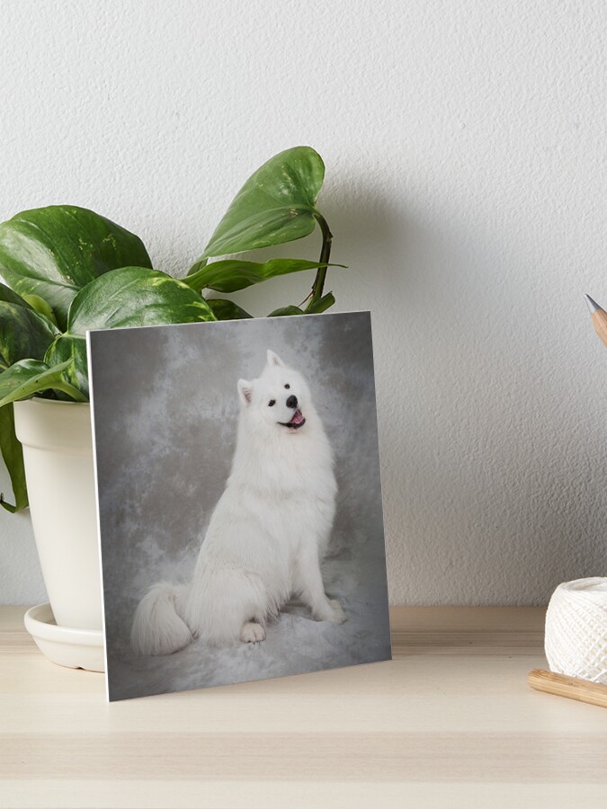 Samoyed dog sitting up, facing right