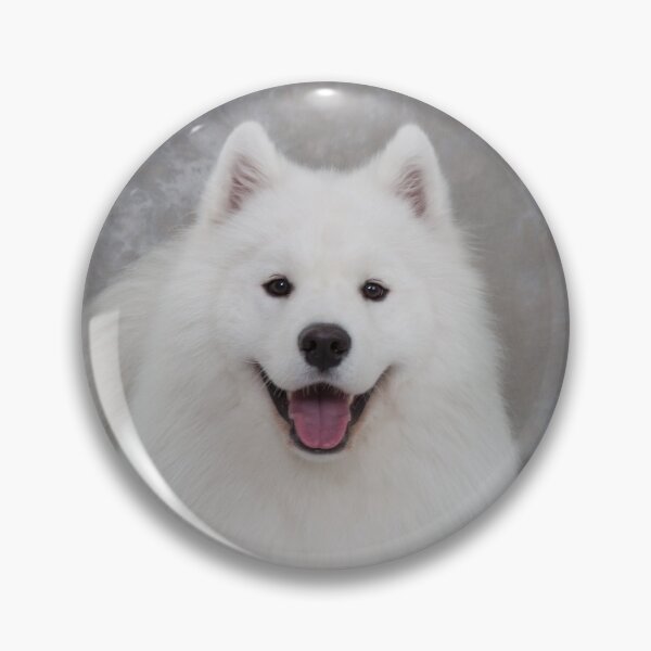 Item preview, Samoyed dog, lying down, facing camera in studio designed and sold by AlisonCrown.