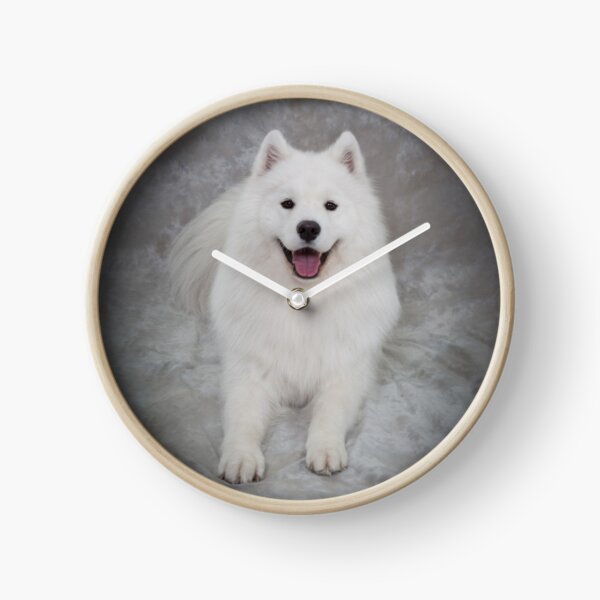 Item preview, Samoyed dog, lying down, facing camera in studio designed and sold by AlisonCrown.