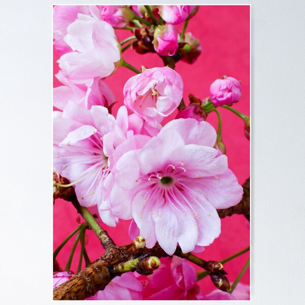Item preview, Cherry Blossom 2 designed and sold by barnabychambers.