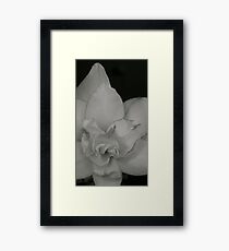 White Amaryllis Framed Print