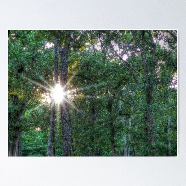 Item preview, The Forest's Evening Light designed and sold by bannercgtl10.