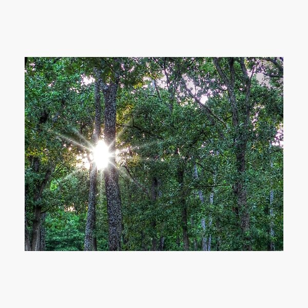 Item preview, The Forest's Evening Light designed and sold by bannercgtl10.