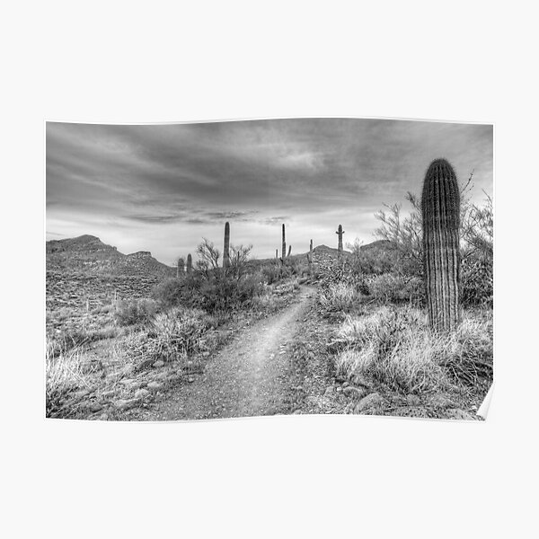 Desert Path Poster