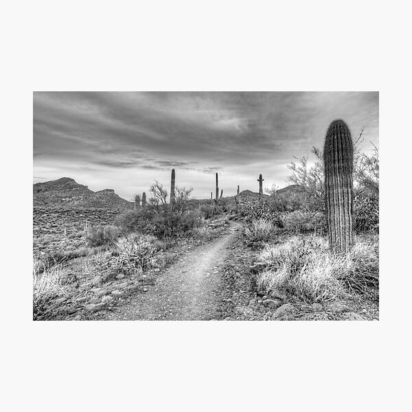 Desert Path Photographic Print