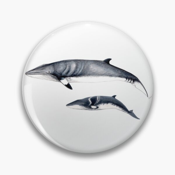 Item preview, Minke whale designed and sold by chloeyzoard.