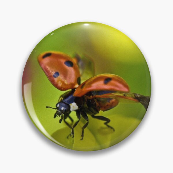 Item preview, Common ladybird designed and sold by missmoneypenny.