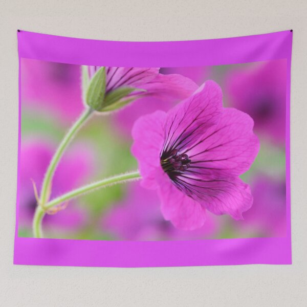 Item preview, Geranium psilostemon  AGM  Armenian cranesbill  designed and sold by Chris Burrows.